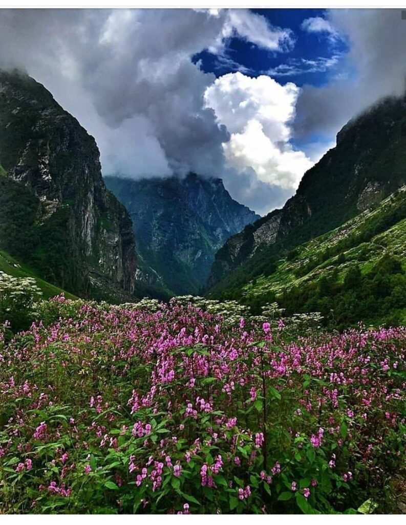 Valley of flowers uttarakhand